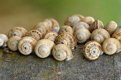 《极限竞速：地平线5》新史低特卖活动即将结束