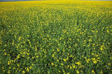 《弹丸论破》4部合集确定2021年11月4日登陆Switch平台